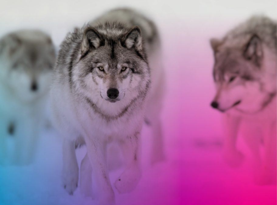 Case Study: Predatar – Evolving the Brand