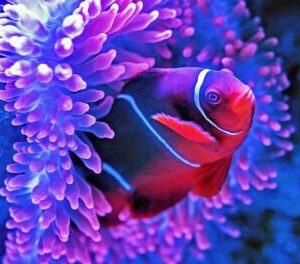 Media relations symbiotic clown fish anemome