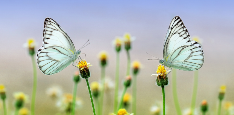 5 tips for a successful analyst briefing - pair of butterflies