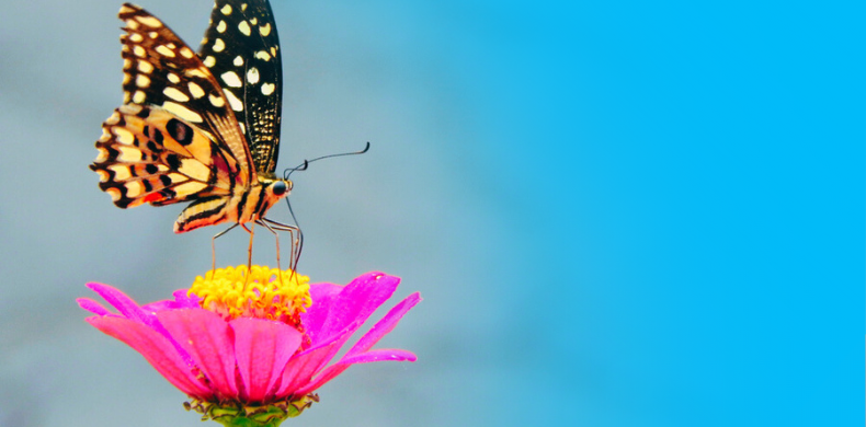 Butterfly on pink flower. How to attract and keep the right kind of B2B talent