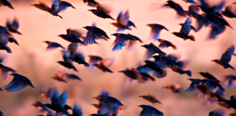 What are analyst relations - flocl of birds flying at sunset