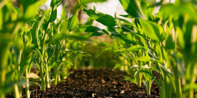 growth marketing is like tending seedlings to ful growth