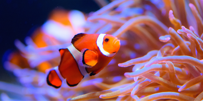 How to make your public relations successful in the shifting landscape of PR and Journalism in 2023 - clownfish and coral symbiotic relationship