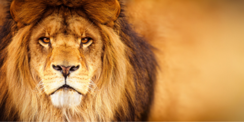 The importance of courage in building a distinct brand – lion