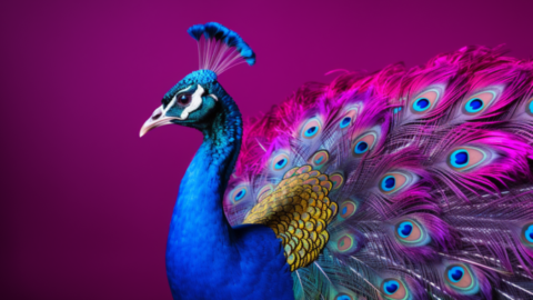Peacock B2B Brands Need PR