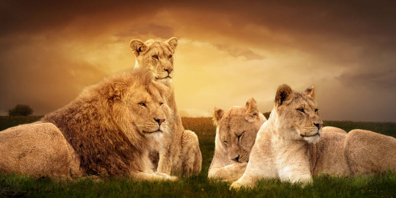 pride of lions, leaders
