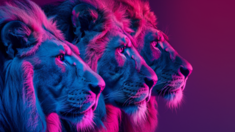 personal branding for senior execs illustrated by a pride of lions