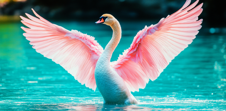 PR for business growth, swan with pink feathers spreading wings to symbolise expansion