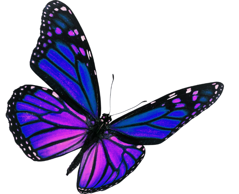 emergent butterfly emergent butterfly