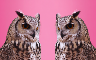 Your reputation gets the meeting, but your credibility wins the contract