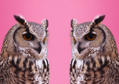 Your reputation gets the meeting, but your credibility wins the contract